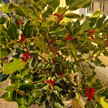 καλοσκοπη Luxury House 빌라 *